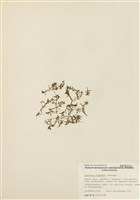 藏品(三蕊溝繁縷)的圖片